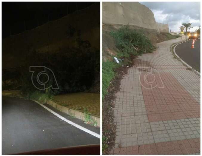 Imagen del arbusto y de su retirada de la zona/TA.